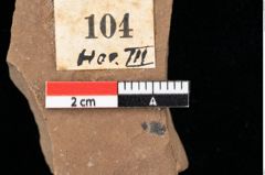 Foto (Detailansicht) von Chana parschlugiana Ettingshausen (NHMW-GEO-2024-0188-0104)